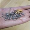 Bead It Wear It Love It 10 Stainless Steel Hair Beads for Loc Braids Twist and Natural Hair, Loc Beads, Dreadlock Hair Accessories, Loc Jewelry (8mm, Silver) view 2