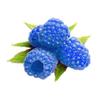 BLUE RASPBERRY Edible LIP SCRUB | Yummy Taste + Soft Lips | Moisturize + Exfoliate | Handcrafted in Small Batches USA view 1