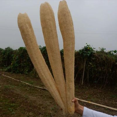 1pcs Natural Organic Super Loofah.Whole Loofah 60 to 65cm.Natural Loofah Sponge for Shower. loofah exfoliating Body Scrubber. SPA Beauty Premium Quality Lofa Loofa Luffa Loffa. Daily Care Puff.