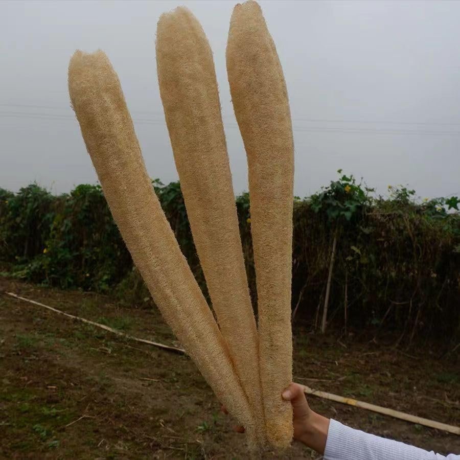 1pcs Natural Organic Super Loofah.Whole Loofah 60 to 65cm.Natural Loofah Sponge for Shower. loofah exfoliating Body Scrubber. SPA Beauty Premium Quality Lofa Loofa Luffa Loffa. Daily Care Puff.