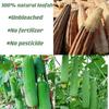 1pcs Natural Organic Super Loofah.Whole Loofah 60 to 65cm.Natural Loofah Sponge for Shower. loofah exfoliating Body Scrubber. SPA Beauty Premium Quality Lofa Loofa Luffa Loffa. Daily Care Puff. view 2