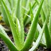 Aromatics International Aloe Vera Gel 16fl-oz  Organic Cold-Pressed, Pure Moisturizing Gel for Skin, Hydrating & Soothing, Natural Skincare Solution view 3