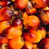 Aromatics International Palm Kernel Oil 8oz | Cold-Pressed, Unrefined, Pure Carrier Oil for Skincare, Hair, Soap Making, and DIY Beauty Products view 2