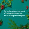 Native Body Wash, Holiday Edition, Fresh Mistletoe Scent, Contains Naturally Derived Ingredients | For Women & Men, Sulfate, Paraben, & Dye Free Leaving Skin Soft and Hydrated | 18 oz view 3