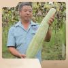 (2023 New Goods) Natural Luffa Sponge Natural Luffa Sponge Organic Luffa Bath Sponge Exfoliating Body Back Scrubber for Men and Women Adult Beauty Bath Daily Care view 2