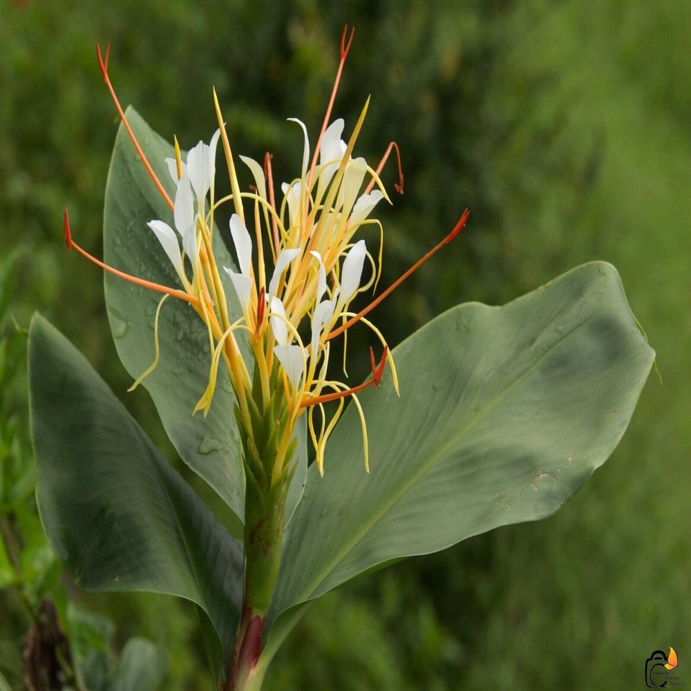 10 Hedychium ellipticum Seeds, Shaving Brush Ginger, Rock Butterfly Lily