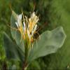 10 Hedychium ellipticum Seeds, Shaving Brush Ginger, Rock Butterfly Lily view 1