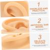 Ipetboom Professional Piercing Practice Body Parts Fake Ear Model Ear Piercing Training Mold view 4