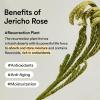 Abib Jericho Trial Kit, Travel Kit | Korean Skincare, Toner Pads, Cream, Serum, Travel Essentials, Gift Set, Beige view 2