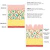 Ane Lumiere Post Peel Serum Lifting Complex Gel Treatment After Peel Moisturizer and Nourishing Anti Aging Anti Wrinkle with DMAE, lactic acid and aloe vera 1.69 fl oz 50 ml 2024 view 3