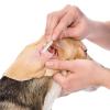 6 Inch Pet Cotton Swabs 100 Pcs, Long Thick Bamboo Sticks, Natural Bamboo Biodegradable, Organic Cotton Swabs for Cats Dogs, Pet Cleaning Supply view 2