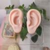 Silicone Ear Model, Soft Simulation Ear Body Realistic Artificial Reusable Part Kit for Earrings Jewelry Display Pierce Exercise Teaching Tool 1 Pair view 4