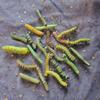 12 Simulated Caterpillar Hair Clips, Creative Featured Jewelry, Horror Spoof Hair Clips. Suitable for energetic little girls under 30 years old. view 3