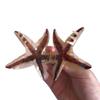 Funny Big Starfish Hair Clip,Acetate Hair Clip,Big Claw Clip for Women,Brown, 1 Count (Pack of 1) view 4