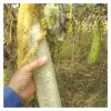 1pcs Natural Loofah Luffa Sponge Long Ecological Planting Body Shower Sponge Non-Stick Good Absorbency Dish Towels Bath(35-40cm) view 4