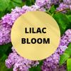 Black Canyon Lilac Bloom Scented Argan Oil Shampoo Conditioner and Hair Detangler Set, 16 Oz view 2