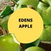 Black Canyon Eden's Apple Scented Argan Oil Shampoo Conditioner and Hair Detangler Set, 16 Oz view 2