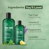 Botanic Hearth Tea Tree Shampoo 8Fl Oz And Conditioner 4 Fl Oz | With 100% Pure Tea Tree Oil, For Itchy And Dry Scalp, Sulfate/Paraben Free | For Men And Women view 3