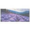 Makeup Brush Organizer Pencil Holder Pen Organizer Clear for Desk Lavender Field Cosmetic Brushes Stationery Storage view 2