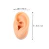 BIUDECO 2pcs Ear Molds for Jewelry Display Realistic Fake Ear Models for Piercing Practice and Teaching for Earring Showcase and Training view 2