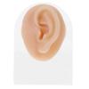 Holibanna Earring Piercing Model Stud Earrings Display Surgical Hypoallergenic for Women view 1