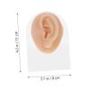 Holibanna Earring Piercing Model Stud Earrings Display Surgical Hypoallergenic for Women view 2
