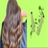 2-Pack PL Natural Fresh Mint Shampoo & Conditioner 350mL / 11.83 fl.oz Each Product view 4