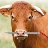 Aramox Cow Nose Piercing Needle 304 Stainless Steel Farm Home Cattle Nose Piercing Needle with Hole (Medium Size) view 2