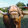 Aramox Cow Nose Piercing Needle 304 Stainless Steel Farm Home Cattle Nose Piercing Needle with Hole (Medium Size) view 3