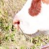 Aramox Cow and Cattle Nose Piercing Needle 304 Stainless Steel with Hole (Large) view 3