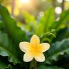 Creamy Yellow Flower Claw Clip, Hawaiian Flower Claw Clips Plumeria Hair Clip Hibiscus Clip for Women Large Clips for Thick Hair,Hair Accessories for Women Large Size for Thick Hair view 4