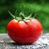 100% Natural Lycopene Crema CPP - Skin Perfecting Cream - Fight Skin Imperfections the Natural Way view 4