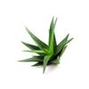Aloe Vera Palmitate - 2fl oz / 60ml - Cosmetics Ingredient - Skin & Hair Care view 3