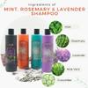 Merja Natural Shampoo for Dry and Dyed Hair, Mint Rosemary Lavender Essential Oils, 16.9 Fl Oz and Keratin Hair Mask with Aloe Vera, Honey, and Ginger, 8.41 Fl Oz view 3