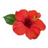 1.7oz Hibiscus Flower Powd.er | Sembaruthi Poo Powder | Hibiscus rosasinensis Flower 50g view 3