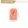 2Pcs Silicone Ear Piercing Models for Practice and Training Realistic Artificial Ear Teaching Supplies for Students and Professionals Reusable and Durable Design view 2