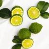 BERGAMOT MINT & TURMERIC SCALP REVIVAL TREATMENT view 4