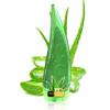 QSLYUYUAN Organic Aloe Vera Gel for Face,Hydrating Pure Aloe Gel Moisturizer for After Sun Care,Natural Moisturizing After Sun Lotion,No Sticky Fast Absorbing Vera Lotion for Skin,Face,Hair and Body view 1