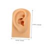 Didiseaon Flexible Soft Silicone Right Ear Model for Piercing Practice and Jewelry Display Realistic Fake Ear for Skill Building and Professional Training view 2
