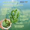 Belluxe Under Eye Patches - Hydrogel Eye Mask for Dark Circles & Puffy Eyes, Korean Collagen Eye Gel Patches with Seaweed, Intense Hydrating Care view 3