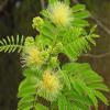 3.V PRO.DUC.TS Arappu Powder 100g | Albizia Amara | Usilam | Green Arappu for Hair wash & Hair Care view 2