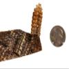 1.25" Real Texas Western Rattlesnake Hat Band with Closed Mouth Head & Rattle: Black Leather Backing view 4