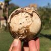 VXAXPOHZA 1PC 7-9cm beautiful Chocolate calcite ball brown texture blend view 2