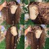 wigs 360 Full Highlight Deep Wave Frontal Wig 13x4 13x6 Hd Lace Brown Lace Front Human Hair WigsGlueless Wig Human Hair Ready To Wear hairpiece(250 Density,4X4 HD LACE_18INCHES) view 2