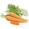 Carrot Seed Anti- Ageing After- Bath Body Oil | Prevents Fine Lines and Wrinkles |Smooth and Radiant Skin| 100% Botanical Extracts | Suitable for All Skin Types | 120ml view 4