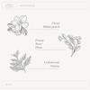 A La Maison Amber Collection White Tea & Rose Starter Kit - Shower Oil + Body Scrub + Body Butter  Gently Exfoliates & Softens Skin  French Formula, Plant-Based view 3