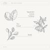 A La Maison Amber Collection Starter Kit - Shower Oil + Body Scrub + Body Butter Fresh Mint & Verveine  Gently Exfoliates & Softens Skin  French Formula, Plant-Based view 3