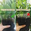 5x5 Skinlike Real HD Lace Closure Deep Wave 100% Human Hair Invisible HD Lace Closure Pre-plucked with Natural Hairline Small Single Knots Natural Black 24 Inch view 4