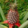 Pineapple Seed Oil, Organic, Cold Pressed, Unrefined, Natural, 2 Fl Oz view 2