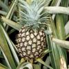 Pineapple Seed Oil, Organic, Cold Pressed, Unrefined, Natural, 2 Fl Oz view 4